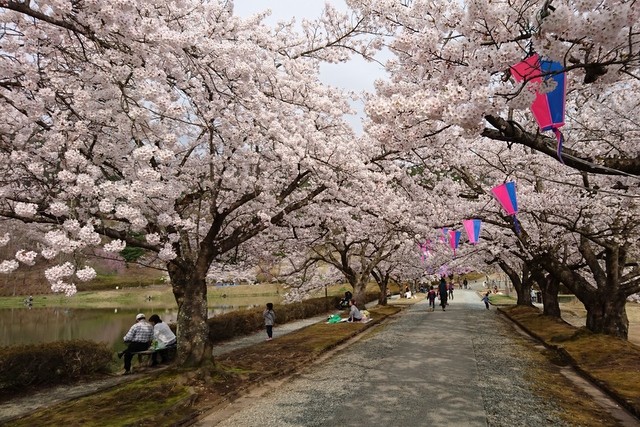 堂ノ前公園の桜 演歌が鳴り響く昭和感溢れるスポット