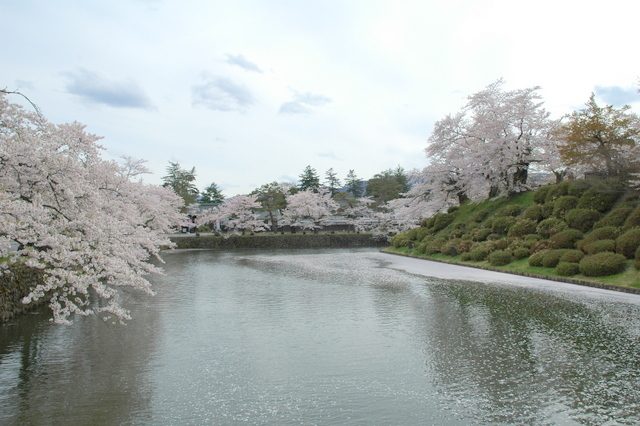 松が岬公園の桜 お堀の水面に映る桜が歴史ある景観を演出する