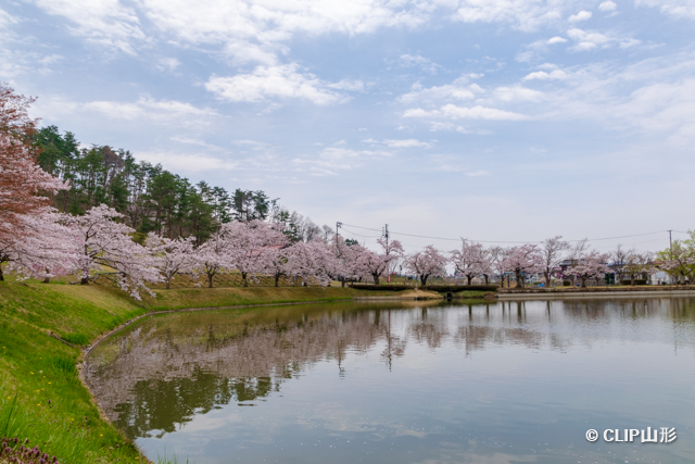 堂ノ前公園の桜 演歌が鳴り響く昭和感溢れるスポット